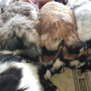 Icelandic skóra owcza kolorowa garbarnia producent hurtownia 